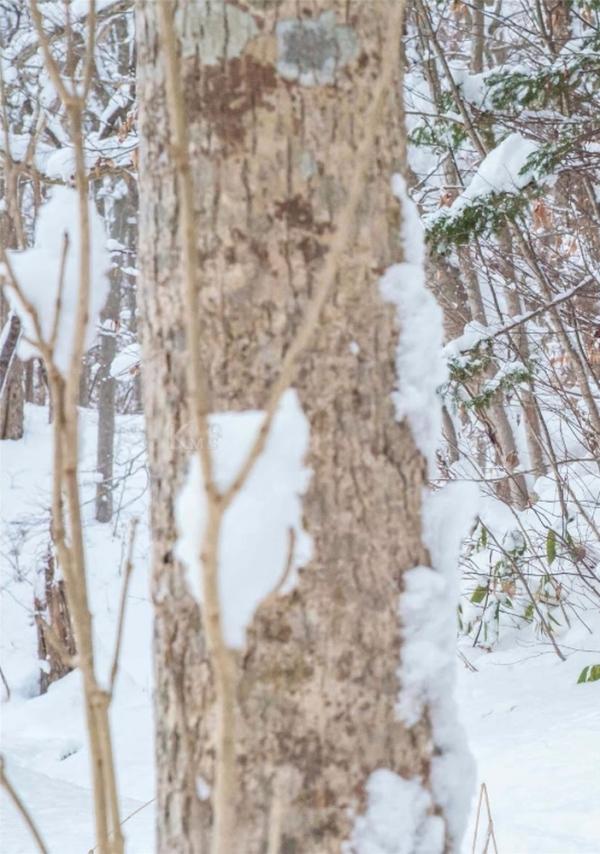 Whoseman-10-犬系男孩-安東尼-北海道特別企劃